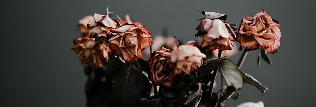 dead roses in vase representing jelqing failure