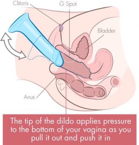 dildo on bottom of vagina cross section illustration