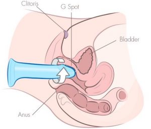 twisting dildo masturbation cross section illustration
